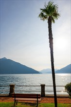 Beautiful Palm Tree and a Bench on the Waterfront with Railing to Lake Lugano with Mountain in a Sunny Summer Day in Bissone