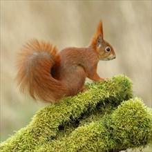 Eurasian red squirrel