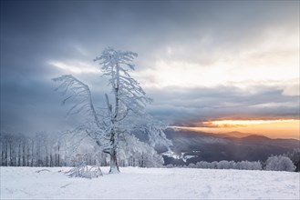 Winter sunset on the mountain with hoarfrost on the trees and fog