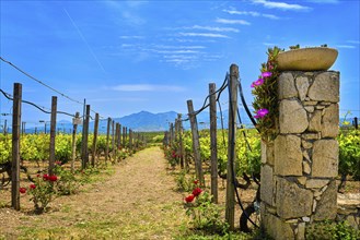 Beautiful landscape with entrance gate to vineyard fields and distant mountains