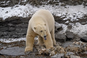 Scavenging polar bear