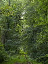 Deciduous forest and hiking trail in the Spreewald biosphere reserve