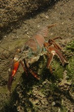 A signal crayfish