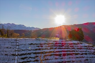 Vineyard with Snow in Winter and Sunbeam in Collina d'oro with Mountain in Lugano
