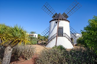 Restored historic windmill in botanical garden on grounds of Cheese Mua Museum of Traditional Cheese of Fuerteventura