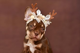 Portrait of Mocca Tan colored French Bulldog puppy with reindeer antlers on brown background