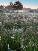 Cobweb in the dew early in the morning on the pasture with ground fog in September
