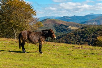 Free horses on Mount Izu in the Artikutza natural park. Basque Country
