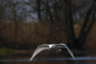 Mute Swan