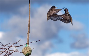 Dance of the common starling