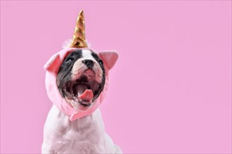 Funny French Bulldog dog puppy with mouth wide open wearing unicorn hat on pink background with negative space