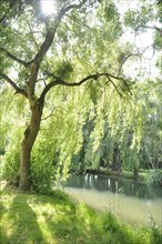 Willow on the edge of the Seugne in Jonzac