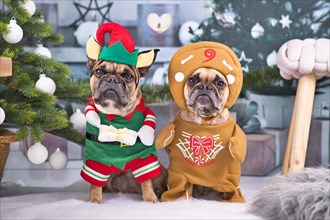 Pair of festive French Bulldog dogs wearing funny Christmas costumes dressed up as Christmas elf with hat and gift and gingerbread man standing next to Christmas tree