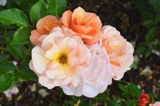 Peach colored rose flower in bloom