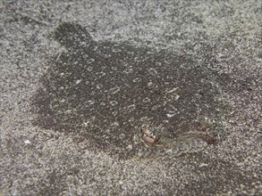 Well camouflaged flounder