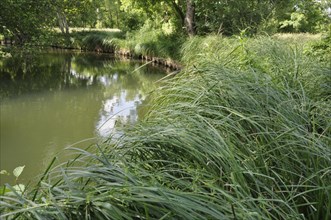 Edge of the Seugne in Jonzac