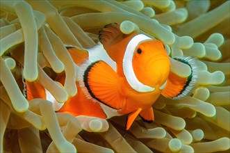 Close-up symbiotic behaviour of anemonefish ocellaris clownfish