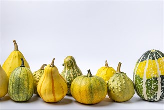 Various ornamental pumpkins in a row