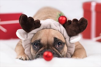 Dog in funny Christmas reindeer costume. French Bulldog wearing headband with antlers with blurry red Christmas tree bauble placed in front of nose