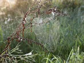 Spider's web in the morning dew early in the morning against the light in old wives' summer