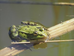 Pool frog