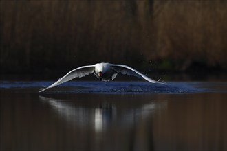 Mute Swan