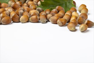 Hazelnuts in shell and hazelnut bush leaves