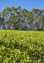 Tea plantation with trees
