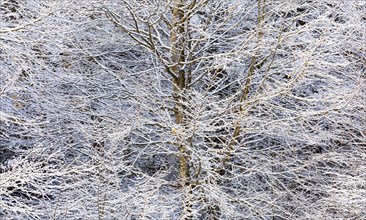 Deeply snow-covered branches in deciduous forest