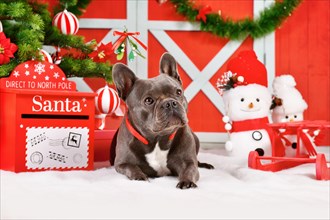French Bulldog dog between festive traditional red and white Christmas decoration