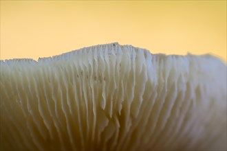 Mushroom in a beech forest