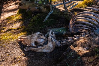 Skeleton of a horse on the Artikutza trail on an autumn afternoon