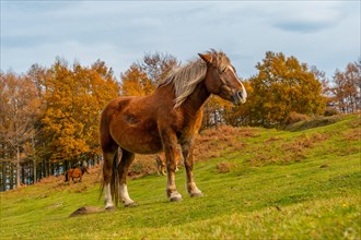 A horse in freedom on Mount Erlaitz in the town of Irun