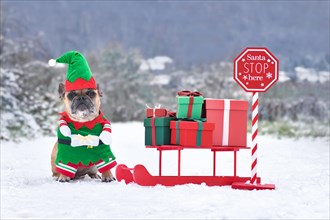 French Bulldogd dog wearing Christmas elf costume next to sledge with gift boxes in winter landscape