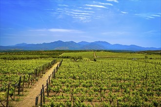 Beautiful landscape with vineyards and distant mountains