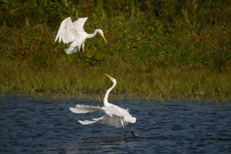 Two great egret