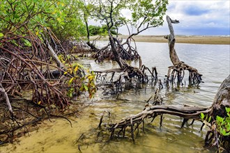 Mangrove vegetation on Pe de Serra beach in the coastal city of Serra Grande in the state of Bahia