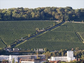 Road through a vineyard in the urban area of Wuerzburg