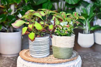Two different potted painted nettle 'Coleus Blumei' plants in flower pots on table in living room