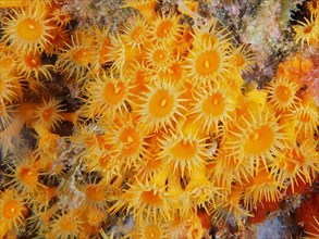 Yellow cluster anemone
