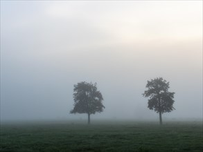 Fog over meadows and trees