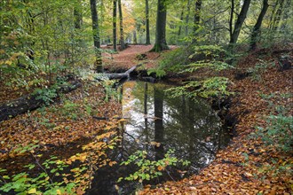 Stream in autumn
