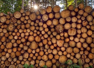 Large wood pile with sun star against the light