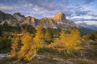 Autumn larches with mountains in the sunlight at Falzarego Pass