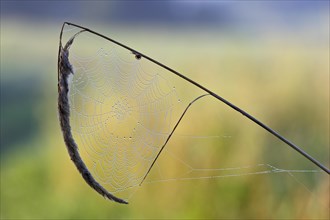 Spider's web with dewdrops on a blade of grass against the light