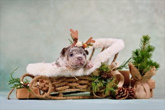 Merle French Bulldog dog puppy in Christmas sleigh carriage surrounded by seasonal decoration