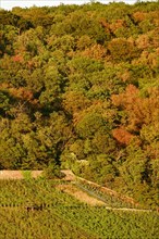 Autumn Landscape with Vineyard