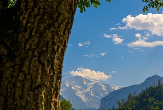 Snow Capped Jungfraujoch Mountain and a Tree Trunk in a Sunny Day in Interlaken