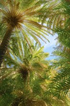 Upshot of Preveli palm forest
