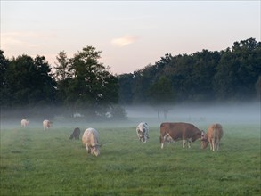 Cattle on green pasture in the morning mist